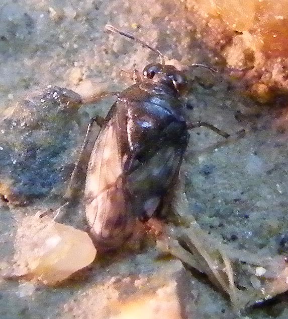 Saldula cfr. pallipes delle Saline di Cagliari