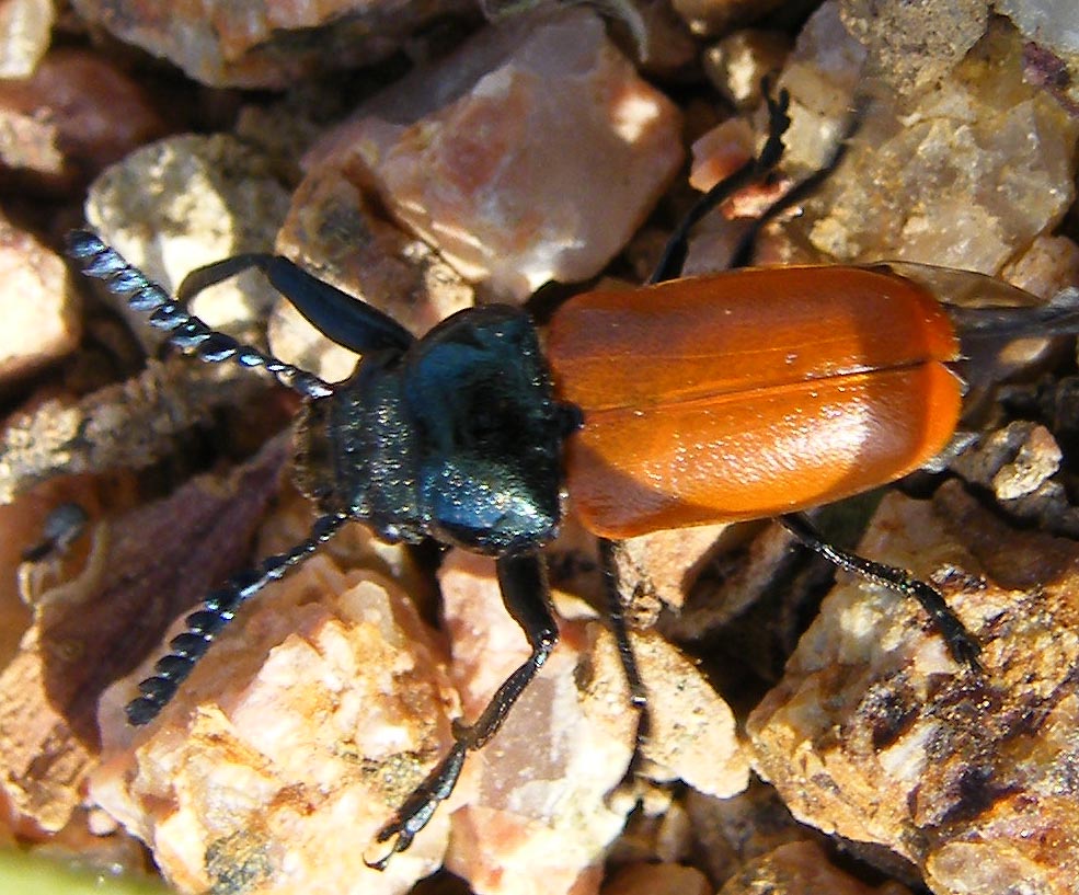 Labidostomis taxicornis