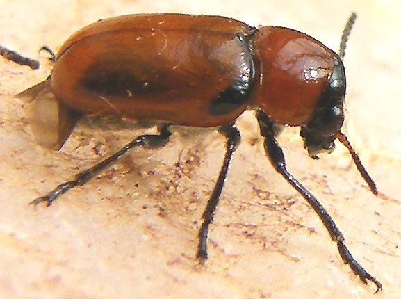 Coptocephala? S, C. raffrayi, Chrysomelidae