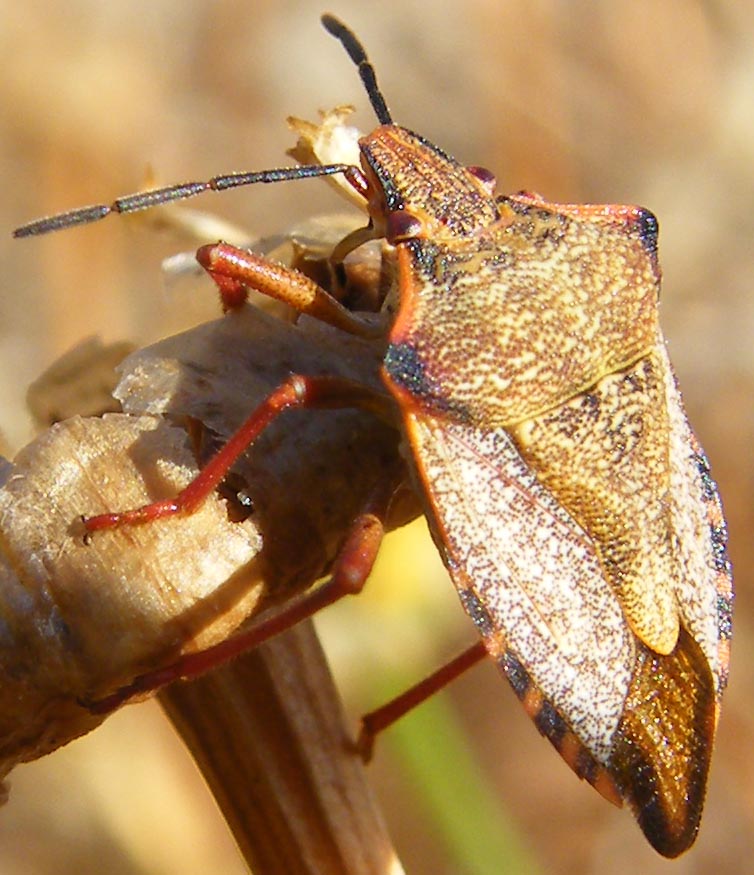 Carpocoris mediterraneus atlanticus?
