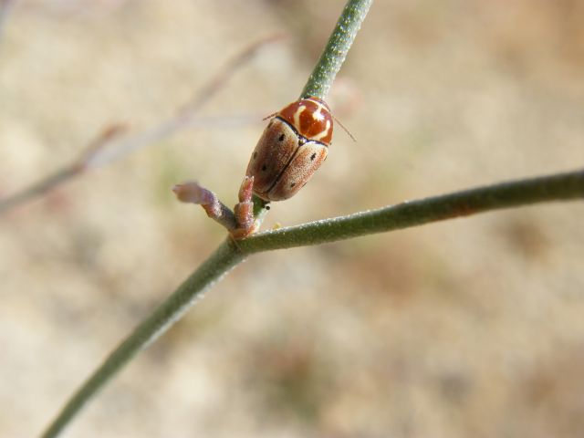 Cryptocephalus curvilinea