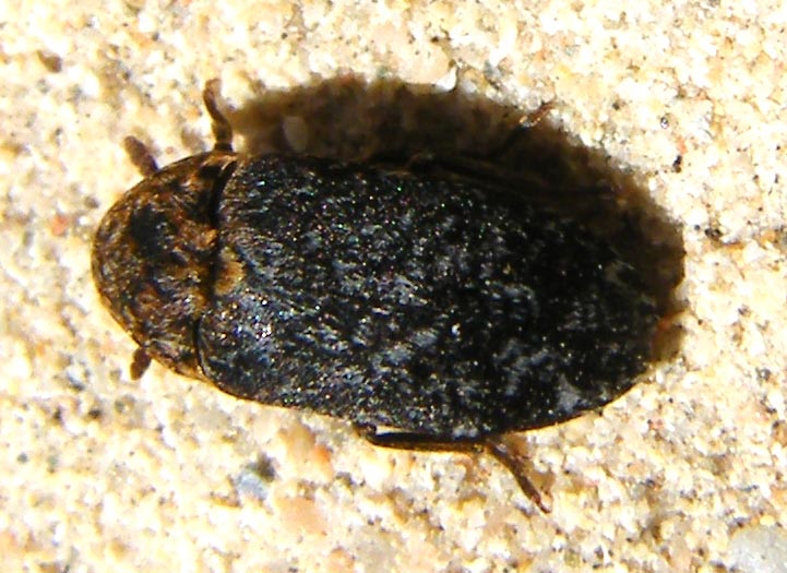 Dermestes undulatus