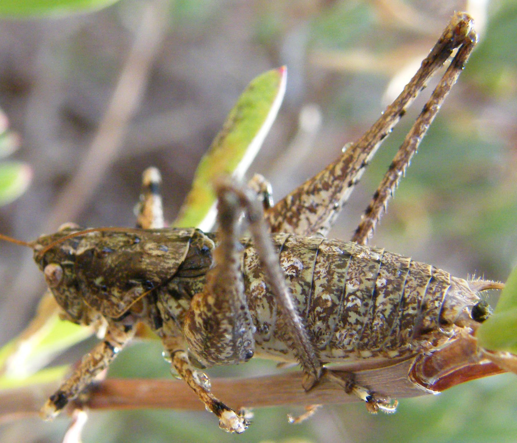 Ensiferi: Rhacocleis sp. e Phaneroptera nana