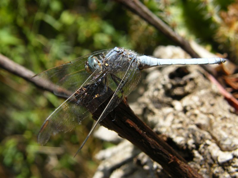 Orthetrum brunneum?-Orthetrum coerulescens anceps (maschio)