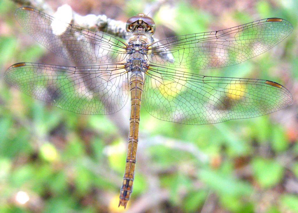 Sympetrum striolatum