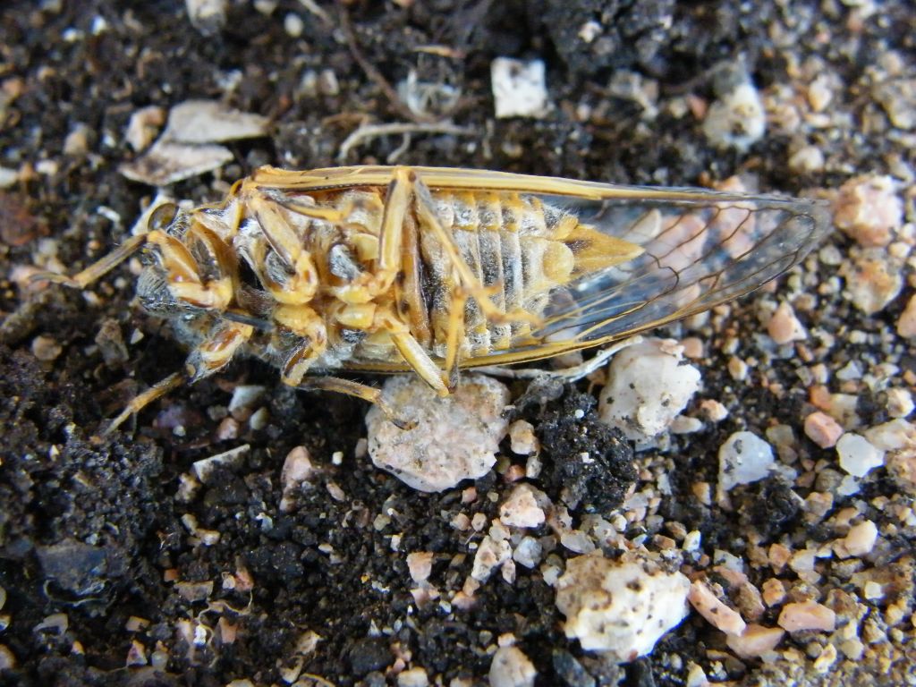 Tibicen haematodes?