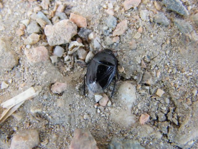 Cydnidae: Macroscytus brunneus delle saline di Cagliari