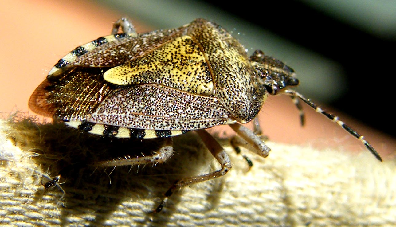 Pentatomidae: Dolycoris baccarum di Sardegna