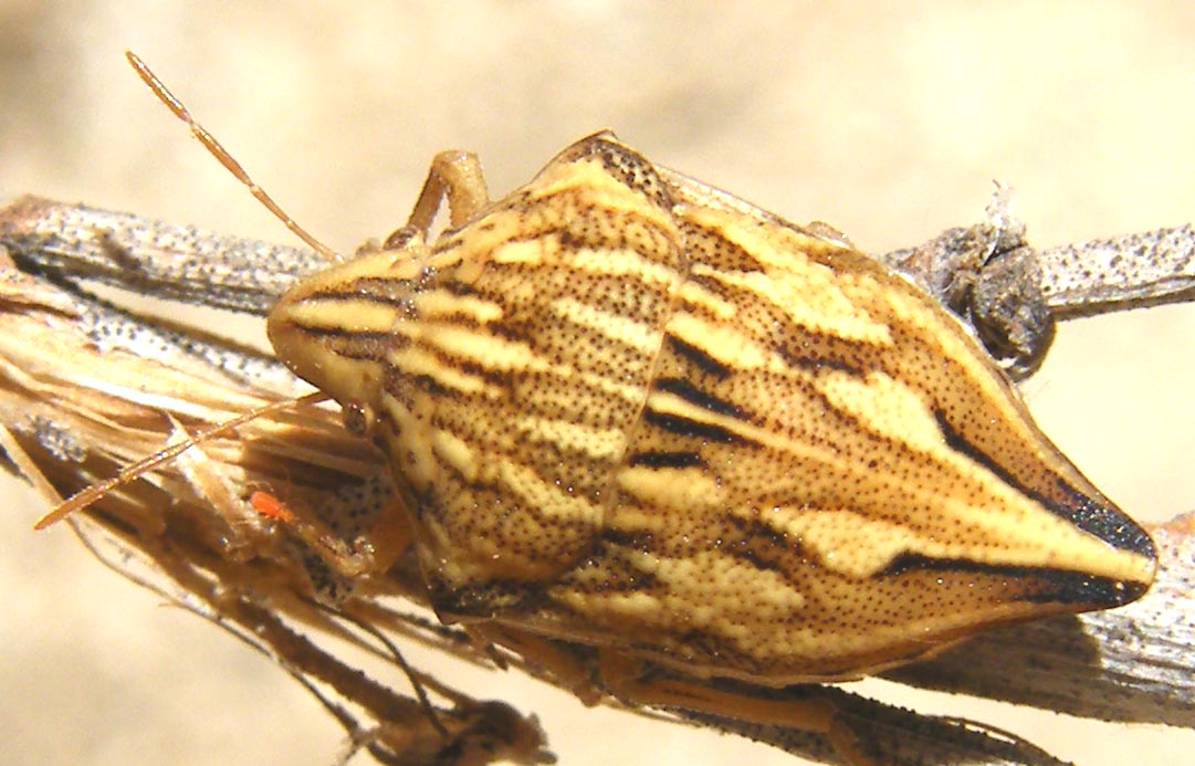 Scutelleridae: Odontotarsus caudatus della Sardegna