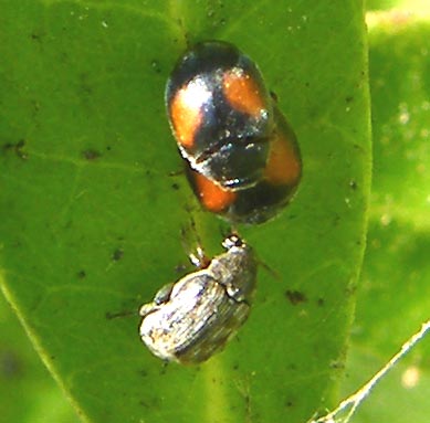 Coccinellidae:  Scymnus cfr. rufipes