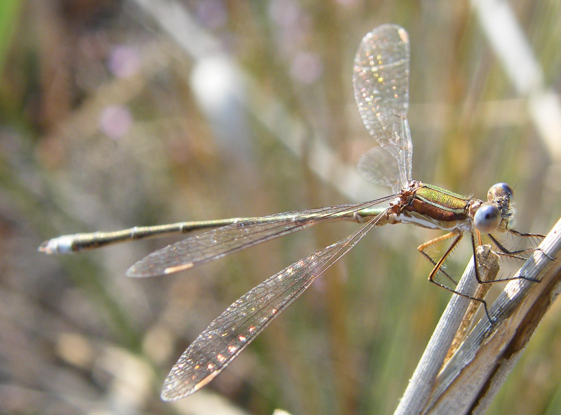 Lestes macrostigma? no: barbarus e virens