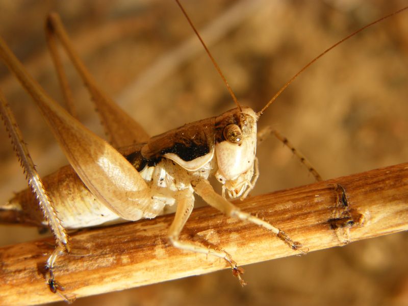 Femmina di Pterolepis pedata