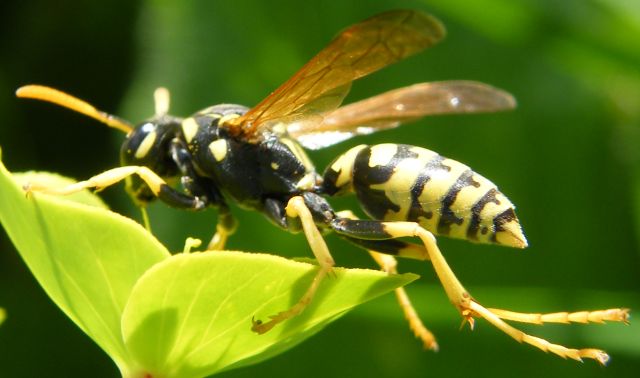 Polistes dominulus F (Vespidae)
