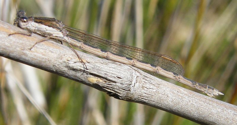 Sympecma fusca