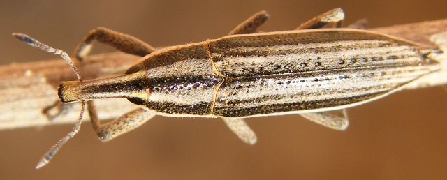 Lixus cf anguinus