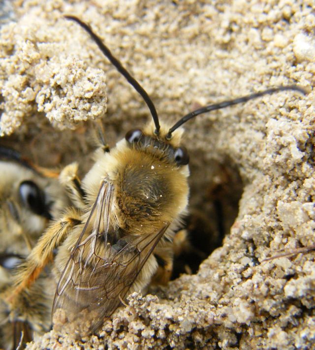 Eucera sp. . (Apidae)