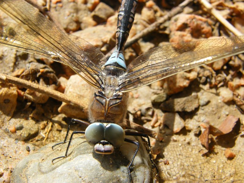 Anax parthenope sfortunato... e fuori tempo massimo