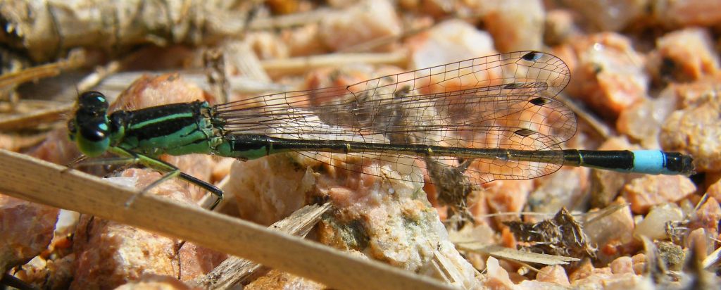 Ischnura genei in un metro quadro