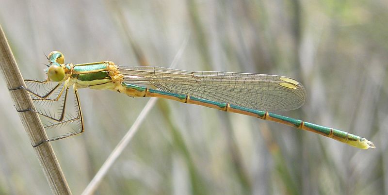 Lestes?