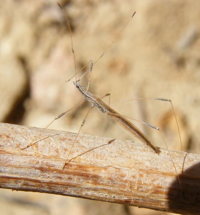 Berytidae: Neides aduncus della Sardegna (Cagliari dint.)