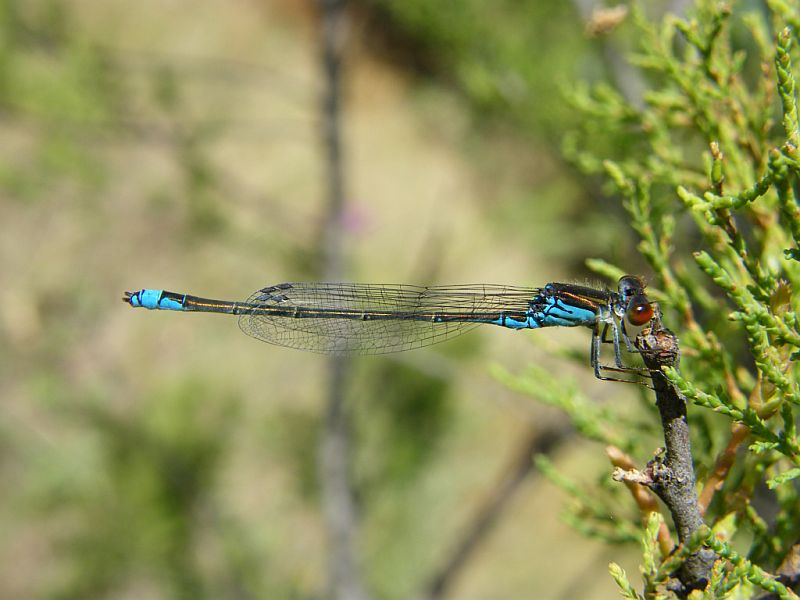 Libellula da determinare - Erythromma viridulum