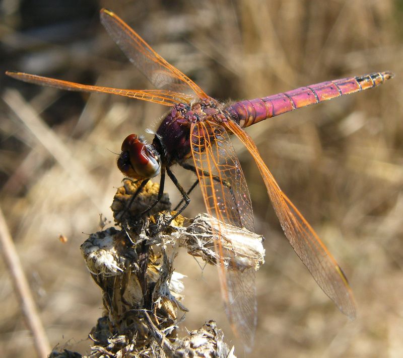 Trithemis annulata? - S