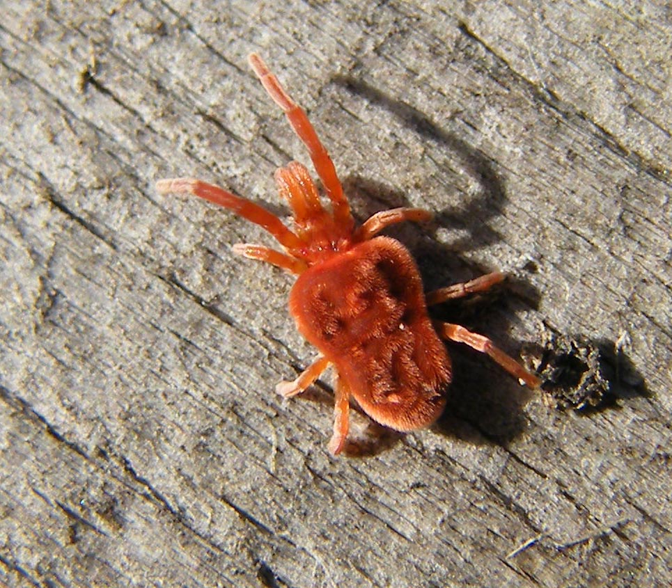 Trombidium sp.