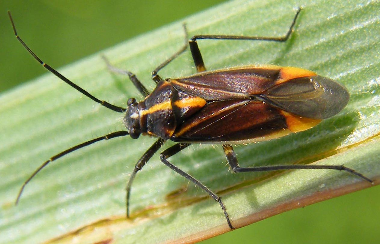 Miridae: Horistus orientalis su asfodelo