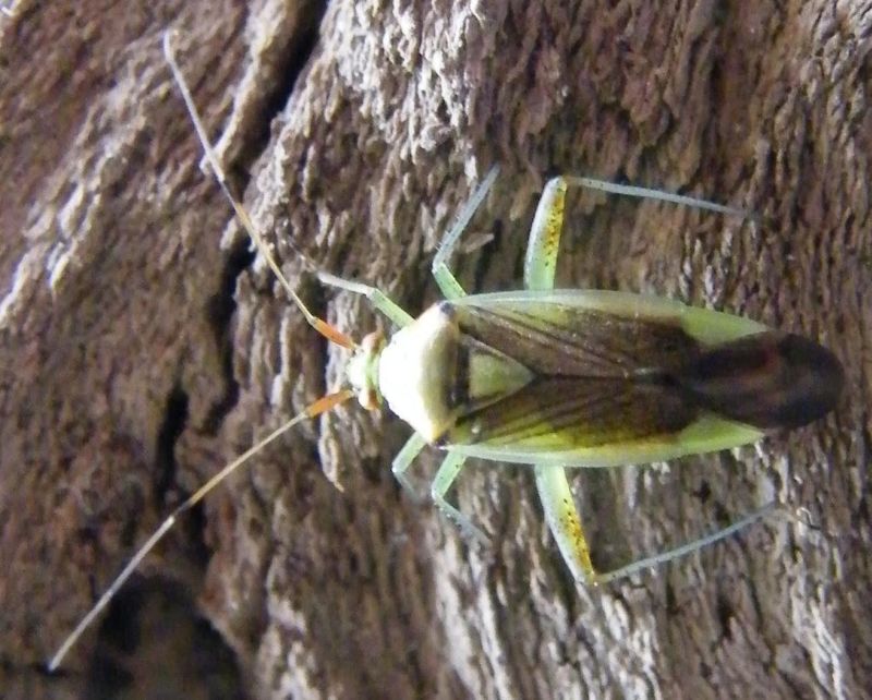 Miridae: Closterotomus trivialis, femmina