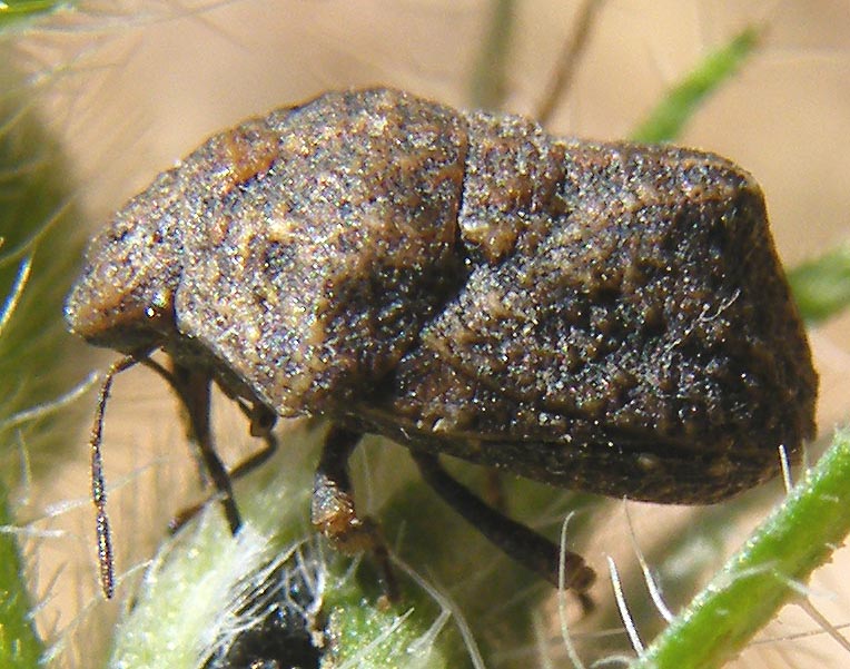 Scutelleridae: Psacasta tuberculata della Sardegna