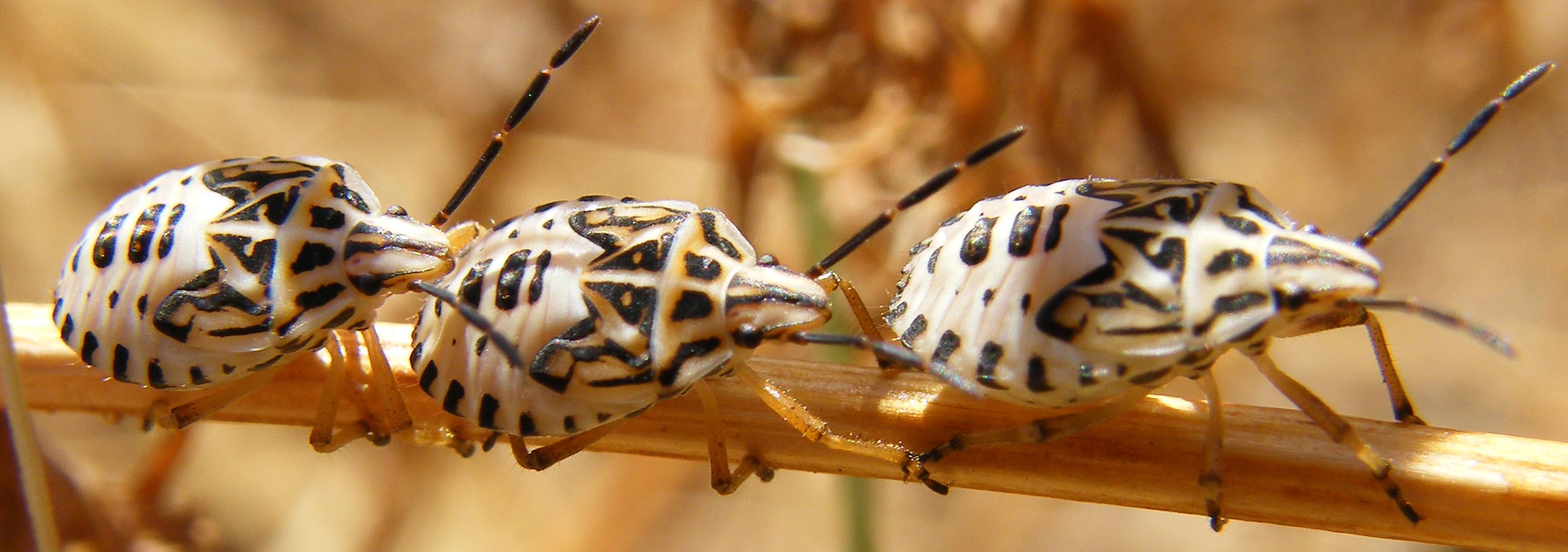 Pentatomidae: ninfe di Codophila varia