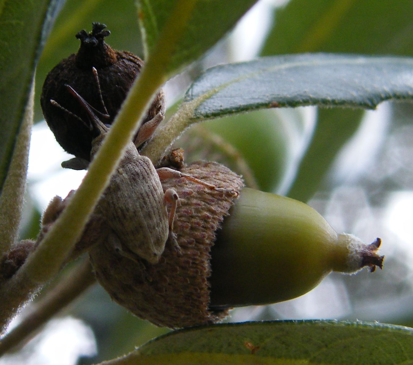 Curculio elephas?