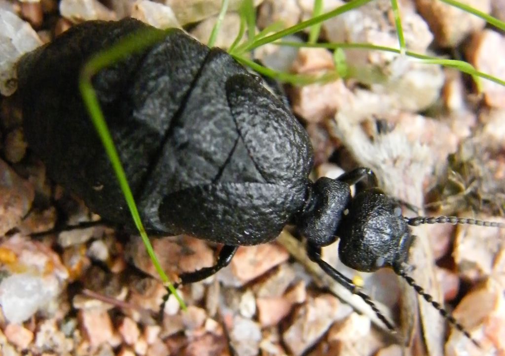 Meloe da identificare: Meloe cf mediterraneus