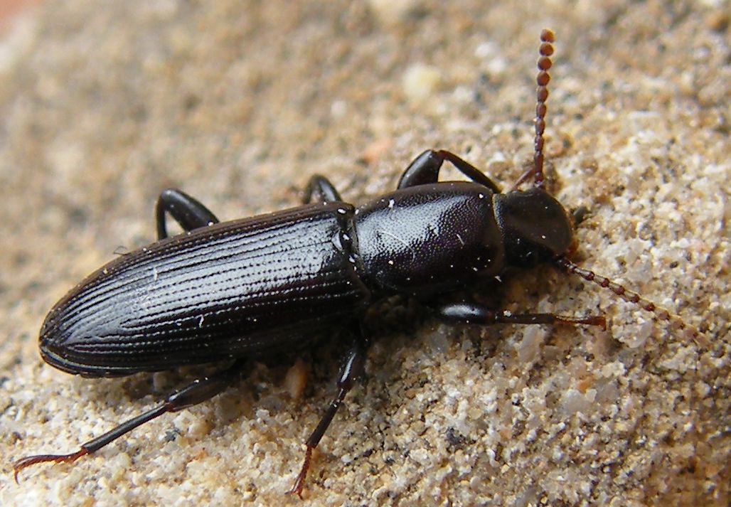 Centorus elongatus elongatus