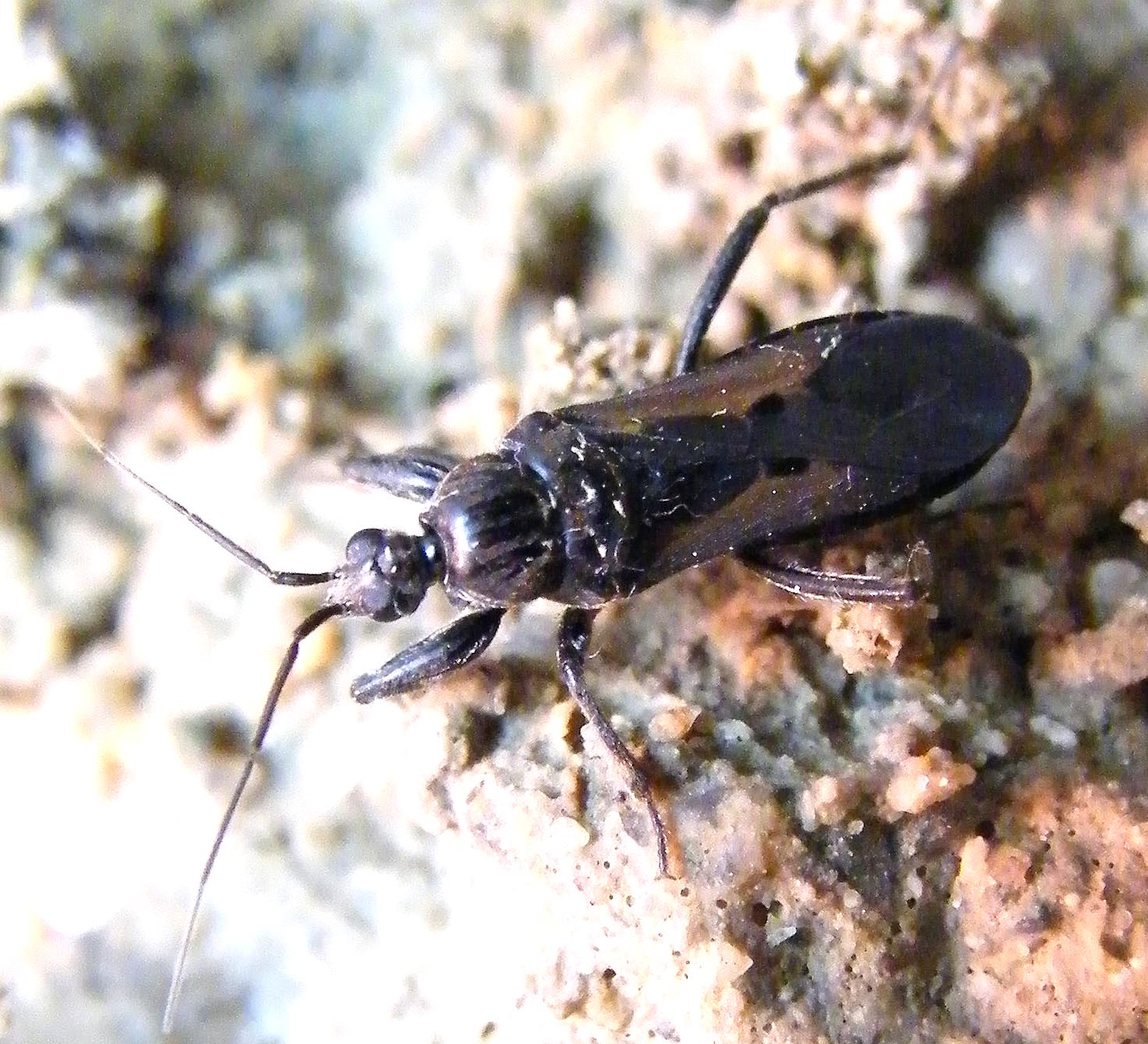 Reduviidae: Peirates strepitans della Sardegna