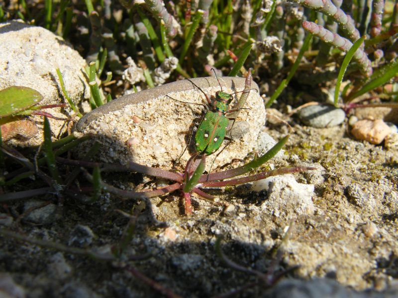 Cicindela campestris corsicana di Cagliari