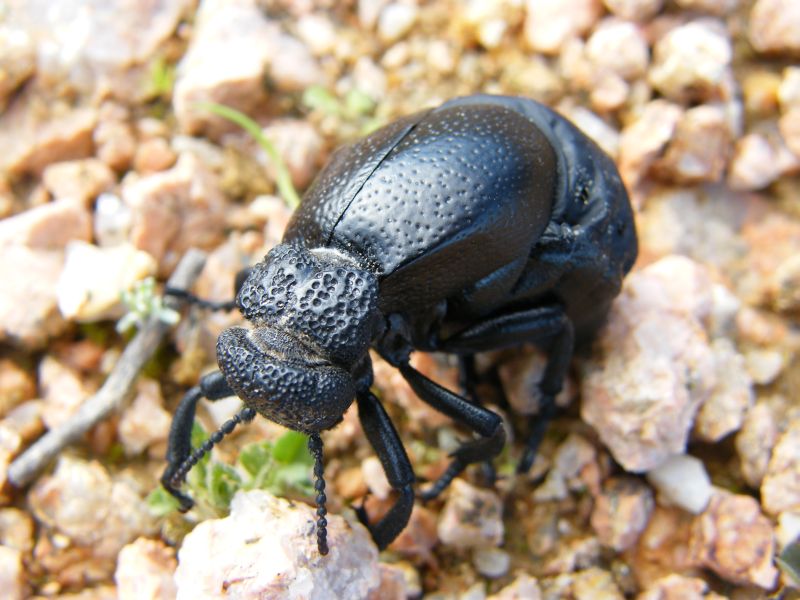 Meloe tuccius del Parco di Molentargius