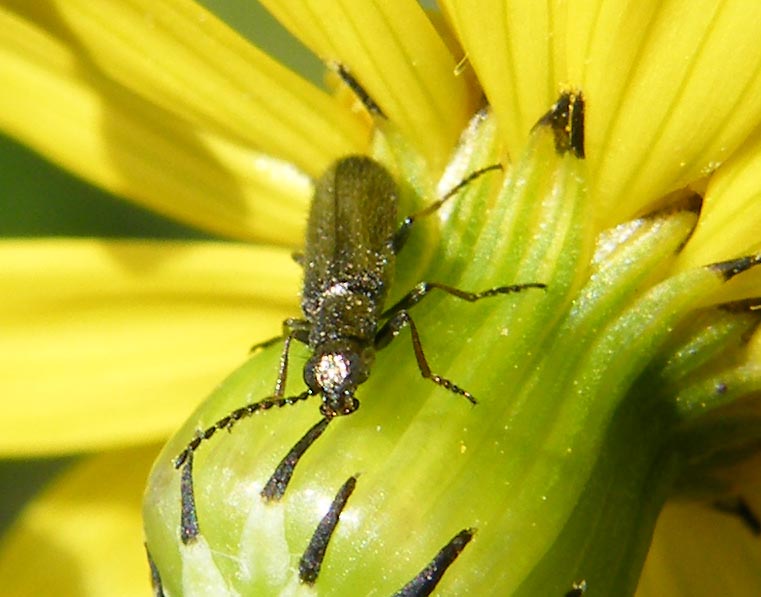 Melyride della Sardegna