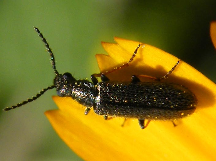 Melyride della Sardegna