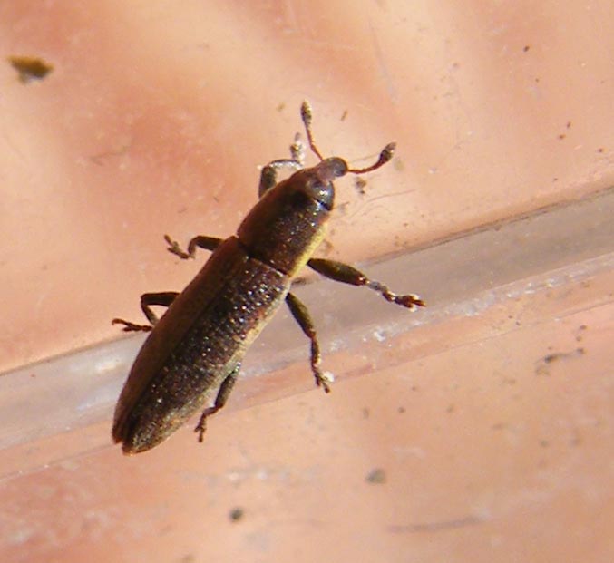 Lixus 