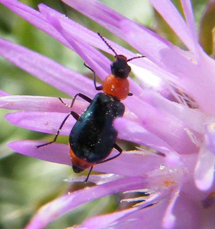 Ebaeus? No, Attalus sp.