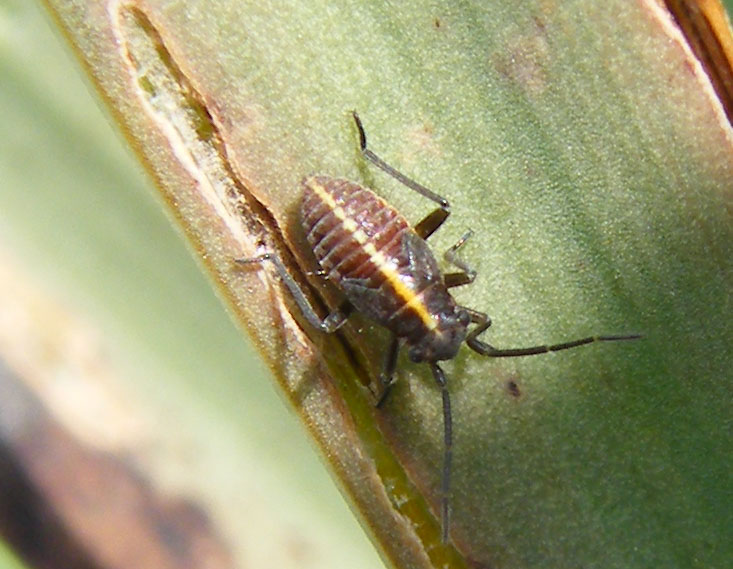 Miridae: Horistus orientalis su asfodelo