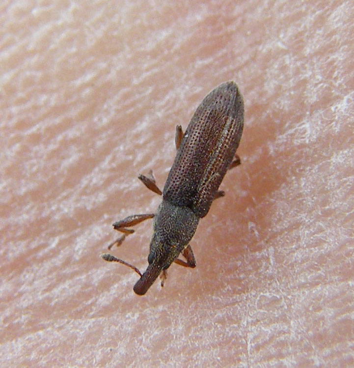Curculionide da determinare