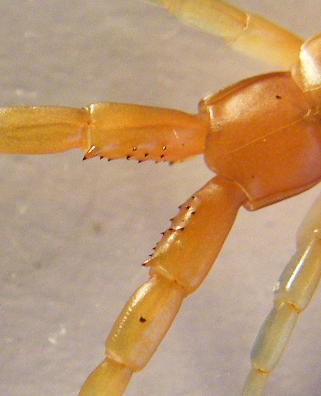 Scolopendra arancione di Cagliari (Scolopendra oraniensis)