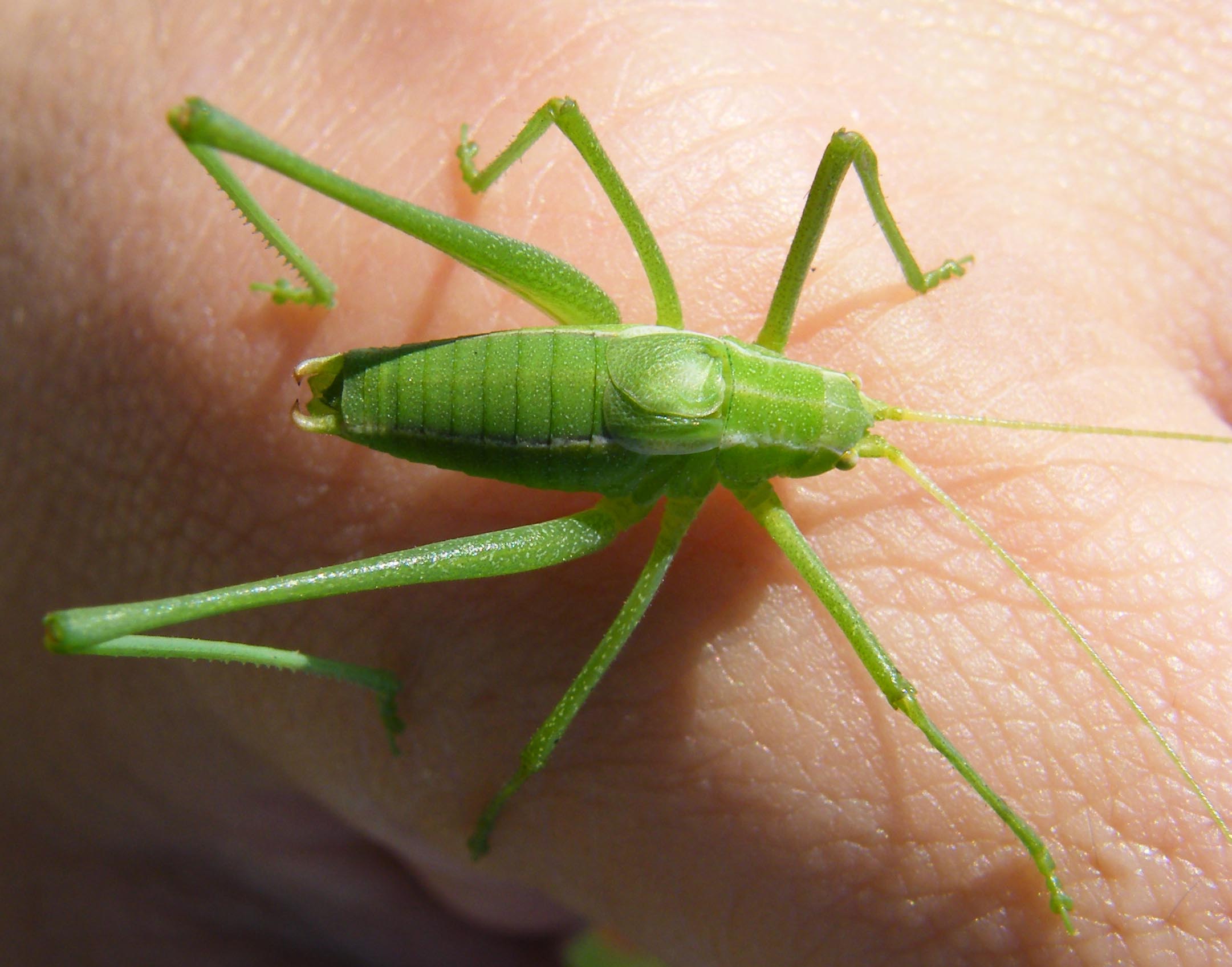 Phaneropteridae: Odontura cfr. calaritana