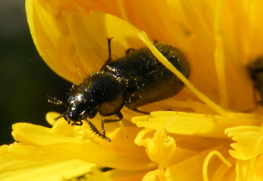 Dasytide color bronzo: Aplocnemus pectinatus