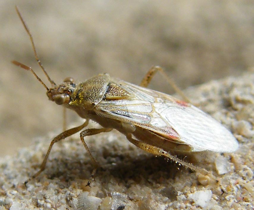 Rhopalidae: Liorhyssus hyalinus di Sardegna (Cagliari)