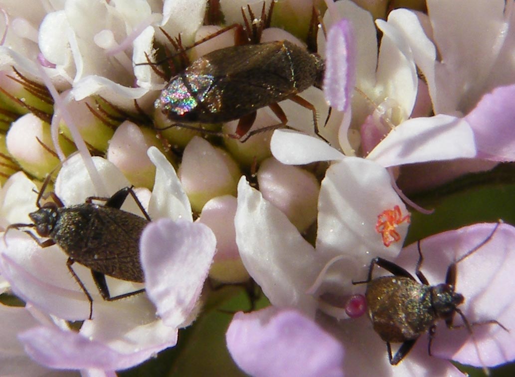 Piccolo eterottero su Scabiosa:  Heterocordylus tibialis