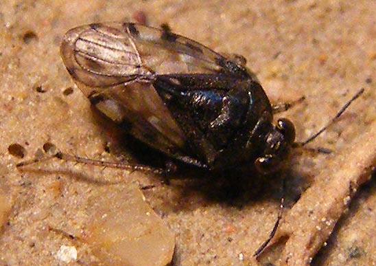 Saldula cfr. pallipes delle Saline di Cagliari