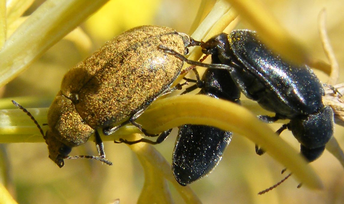 Mycterus umbellatarum